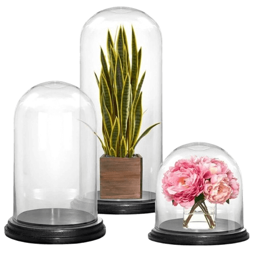 glass vases with plants